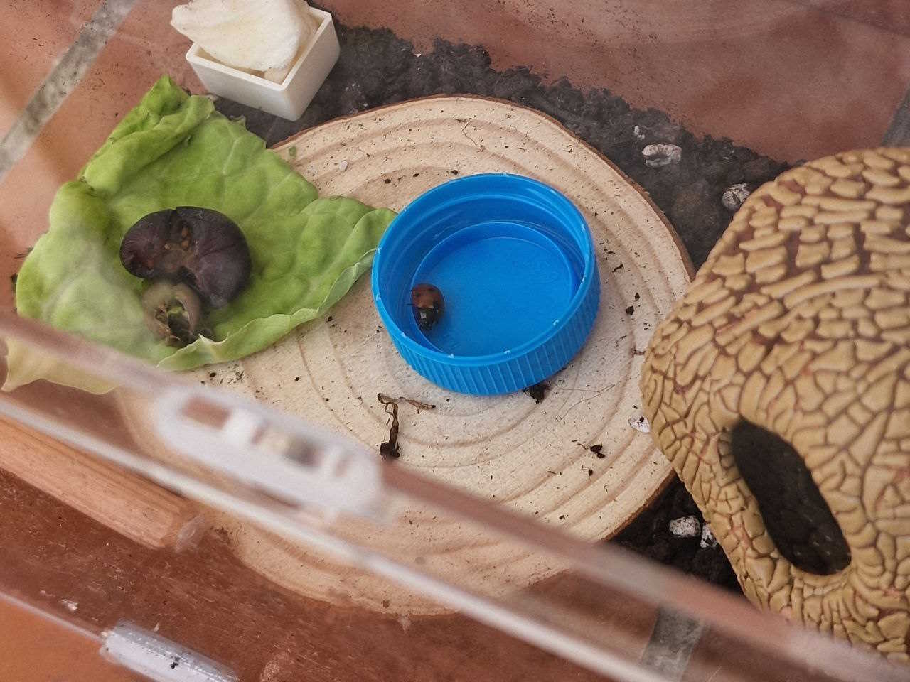 Picture of the real life Keta inside her transparent cage. You can see the dirt, some lettuce, watered-down honey in a wet paper, some wooden decoration, her small skull-like ceramic house and a small bottle with her inside, taking a great nap after eating lots of aphids.